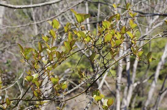 Image of China root