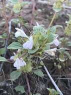 Image of heartleaf thorn-mint