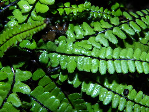 Image de Asplenium trichomanes subsp. hastatum (Christ) S. Jess.