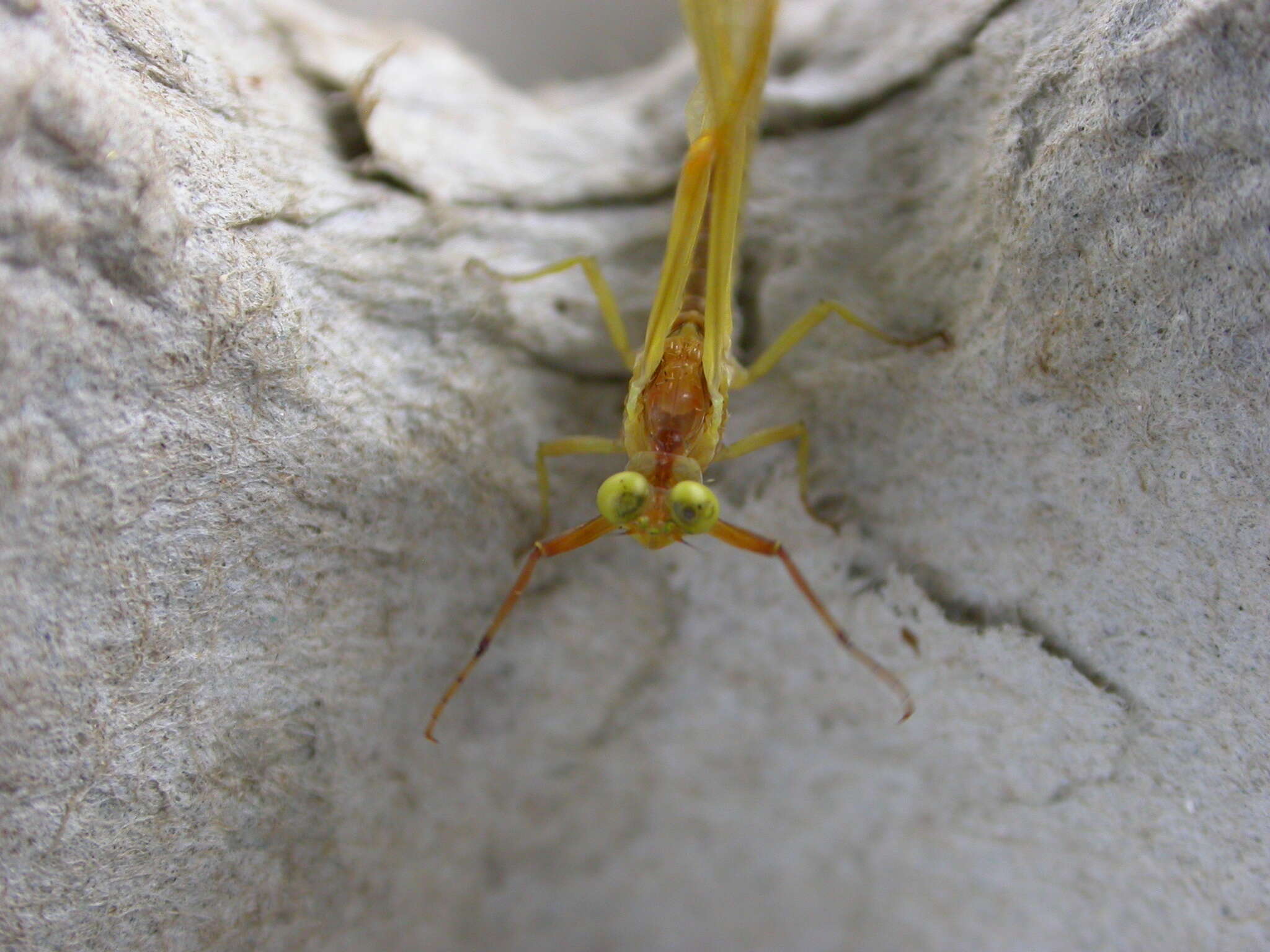 Potamanthus resmi