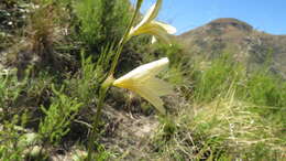 Image of Tritonia gladiolaris (Lam.) Goldblatt & J. C. Manning