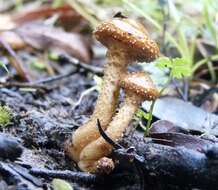 Image of Pholiota squarrosipes Cleland 1933