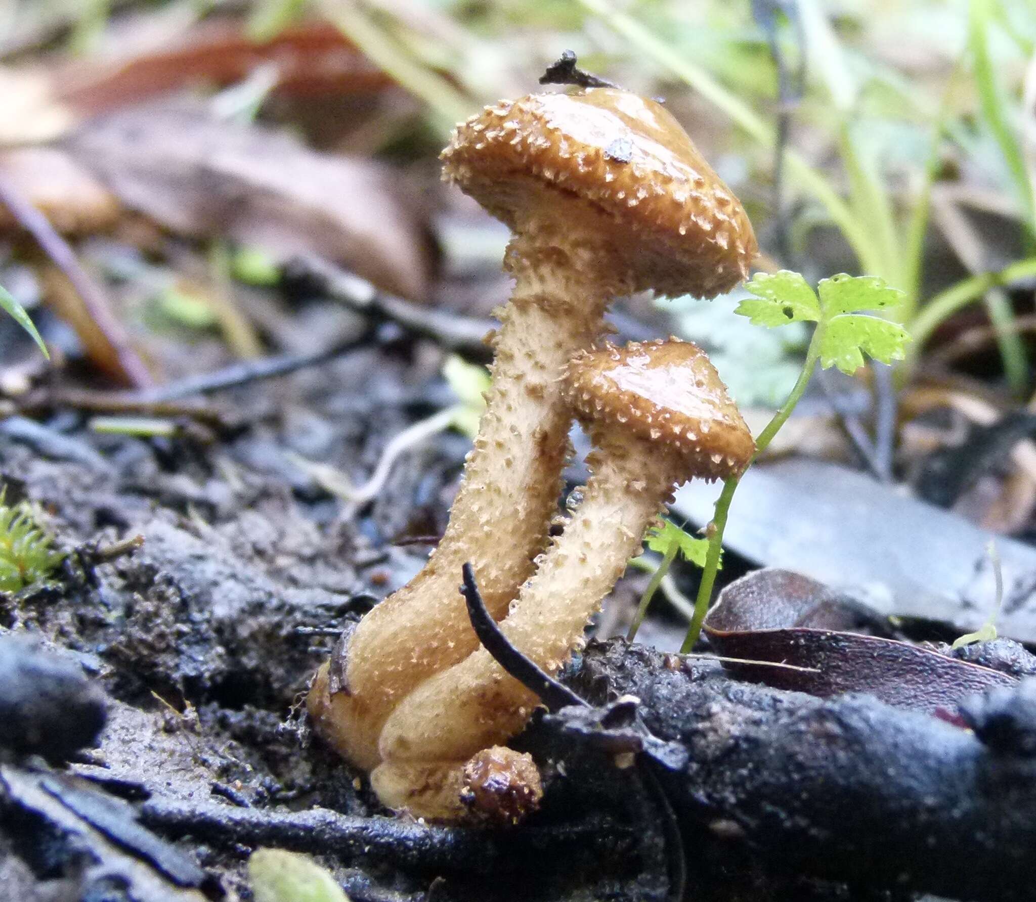 Image of Pholiota squarrosipes Cleland 1933