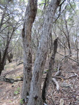 Sivun Quercus sinuata var. breviloba (Torr.) C. H. Mull. kuva