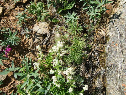 Image of cutleaf anemone