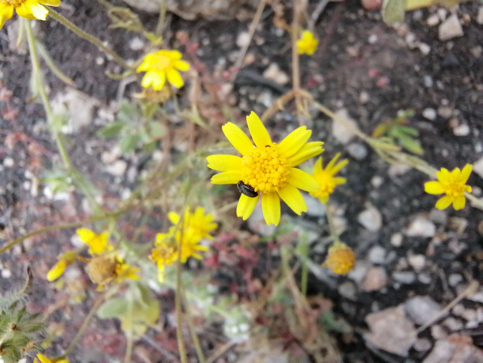 Lasthenia coronaria (Nutt.) Ornduff resmi