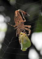 Image of Arachnura scorpionoides Vinson 1863
