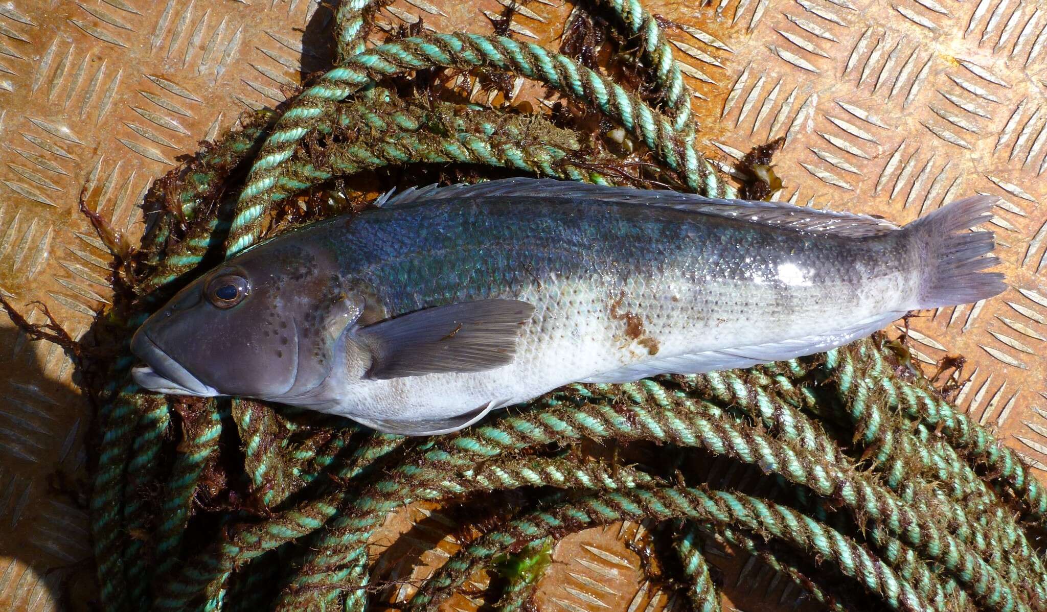 Image of Blue Cod