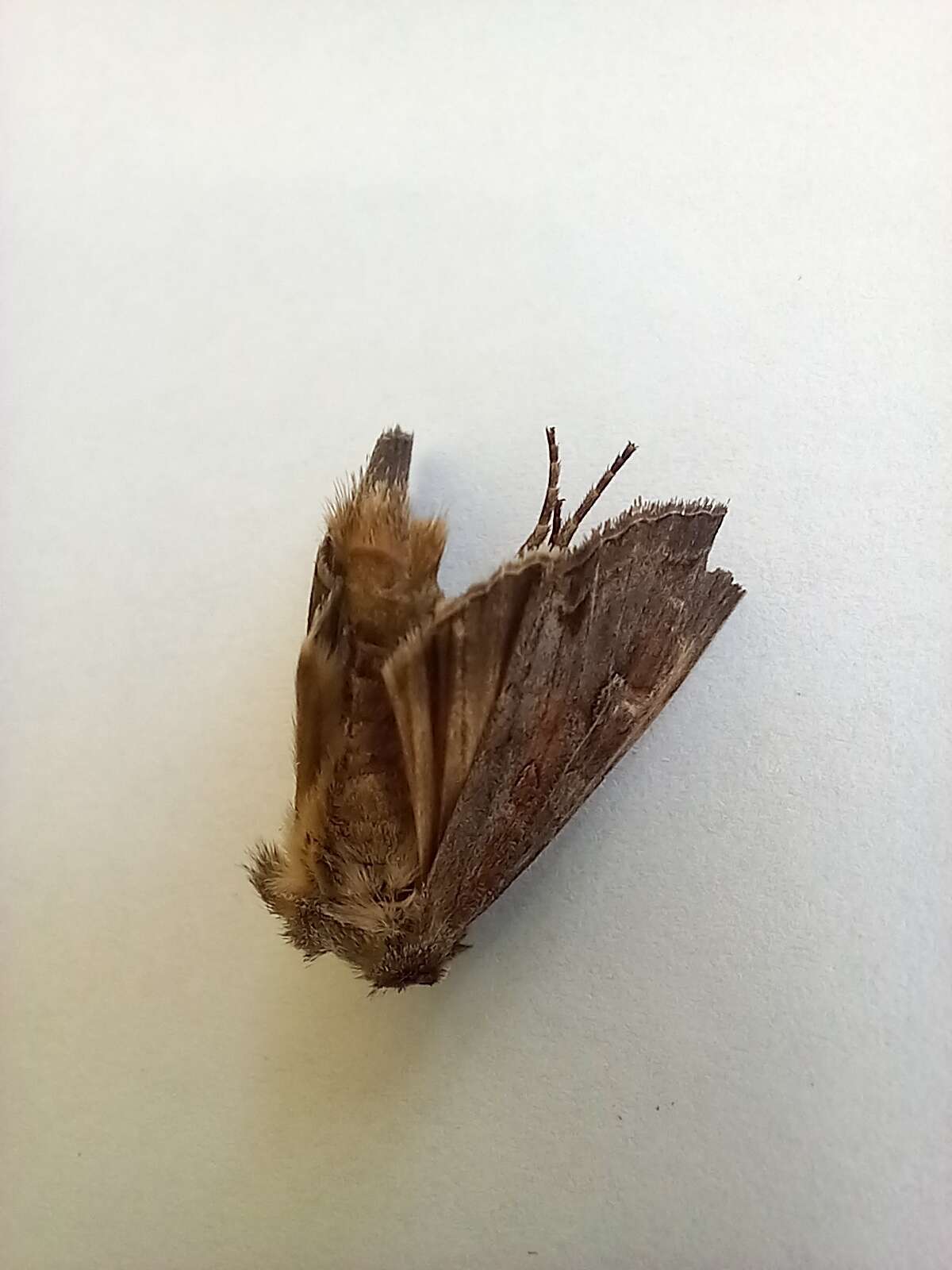 Image of Pale shining brown moth