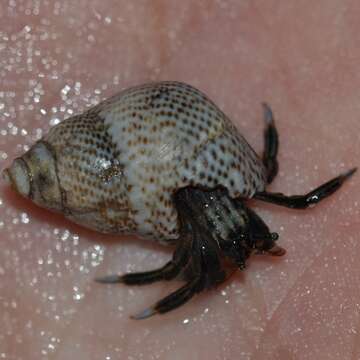 Image of zebra hermit