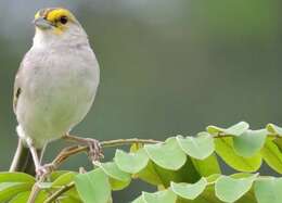 Image of Yellow-browed Sparrow