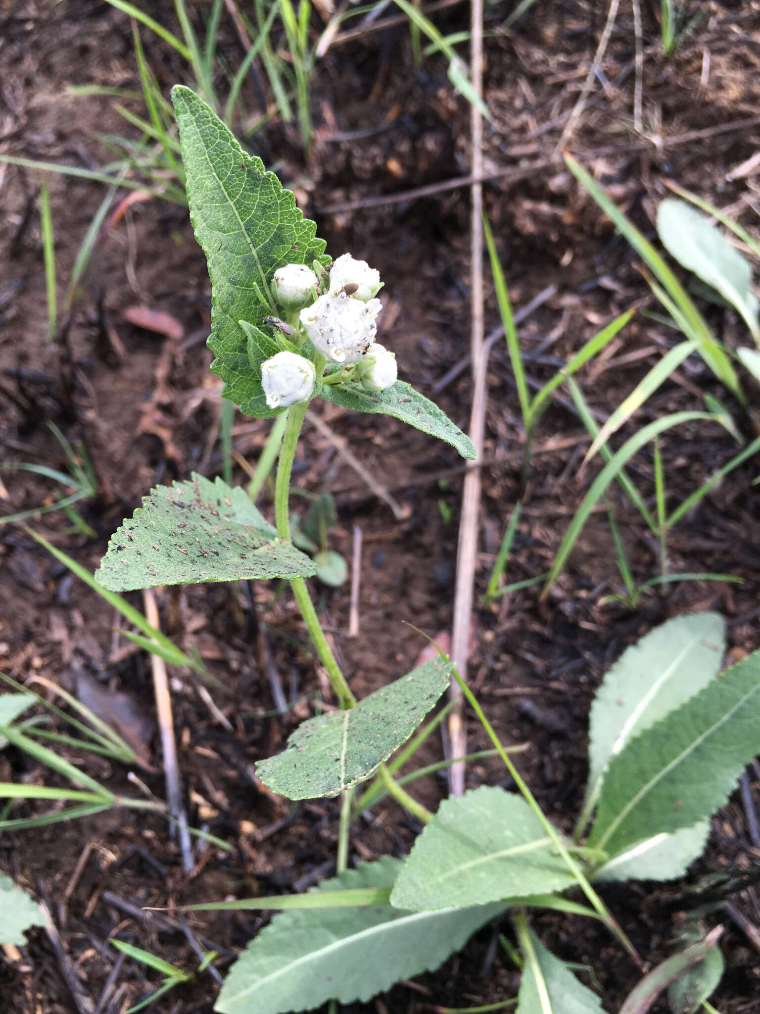 Plancia ëd Parthenium hispidum Rafin.