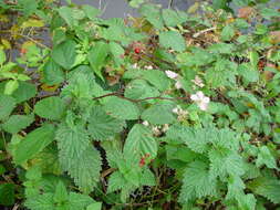 Image of Rubus nemoralis P. J. Müll.