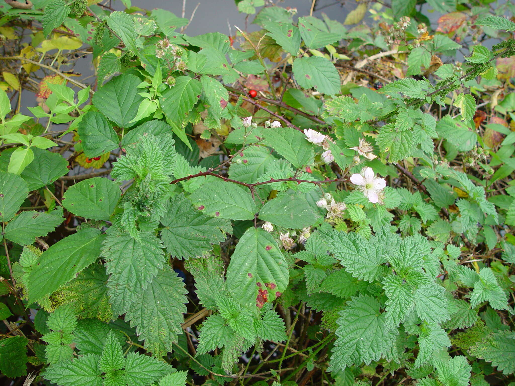 Image of Rubus nemoralis P. J. Müll.