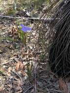 Image of Patersonia glabrata R. Br.