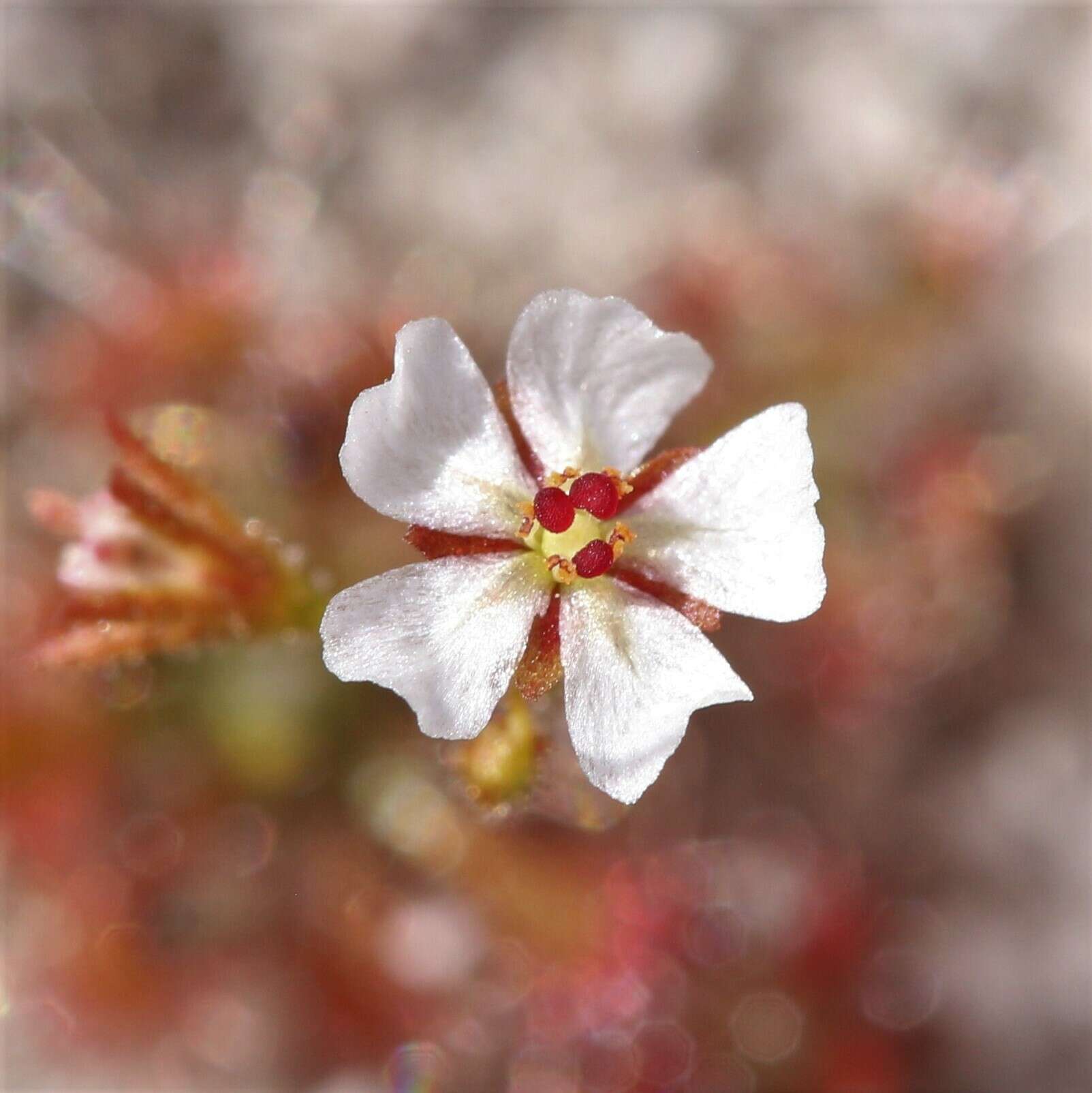 Image of Drosera patens Lowrie & Conran