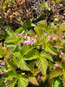 Слика од Rubus paracaulis L. H. Bailey