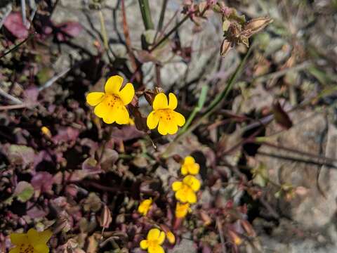 Image of Erythranthe serpentinicola