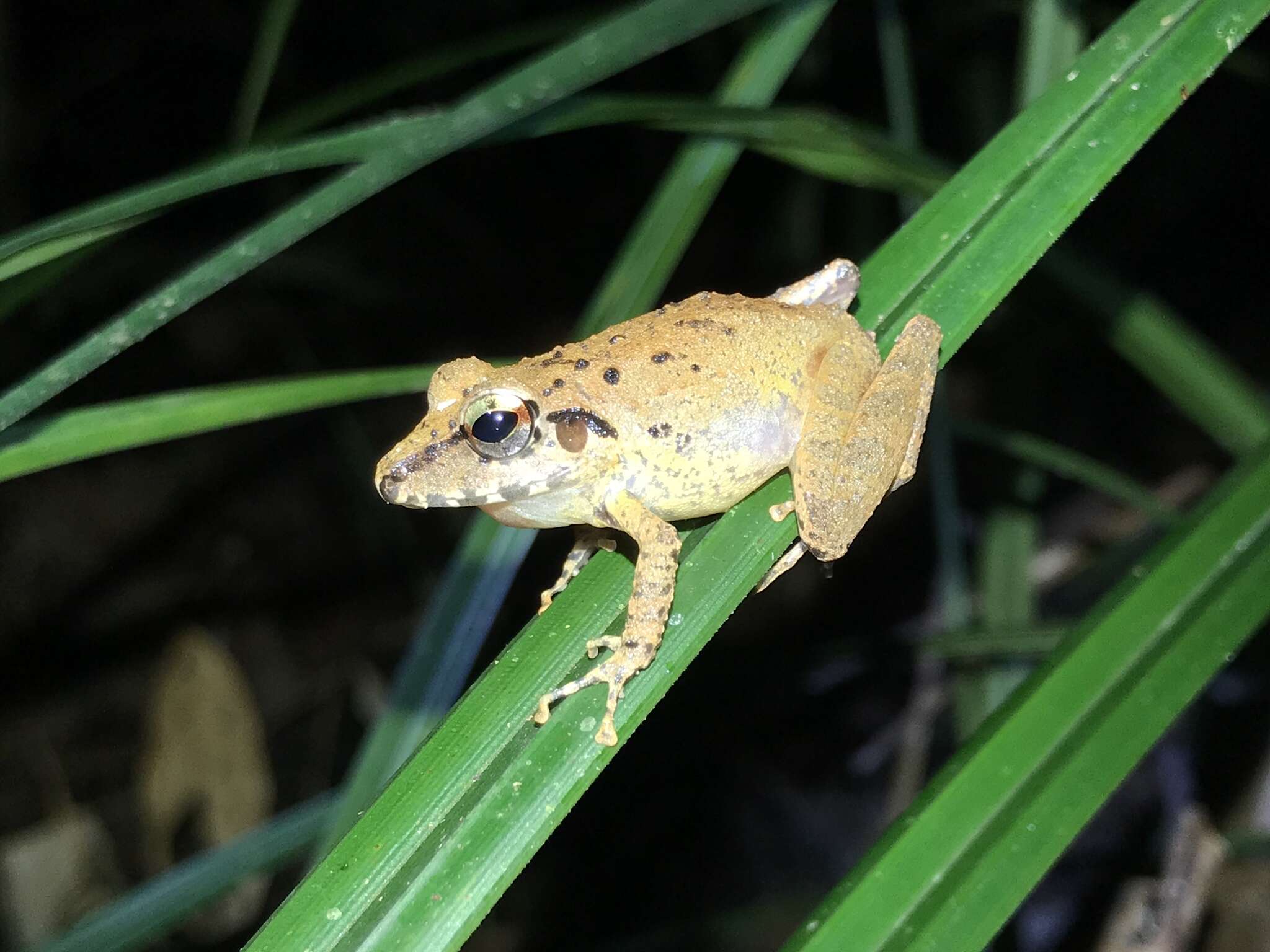 Image of Pristimantis fenestratus (Steindachner 1864)