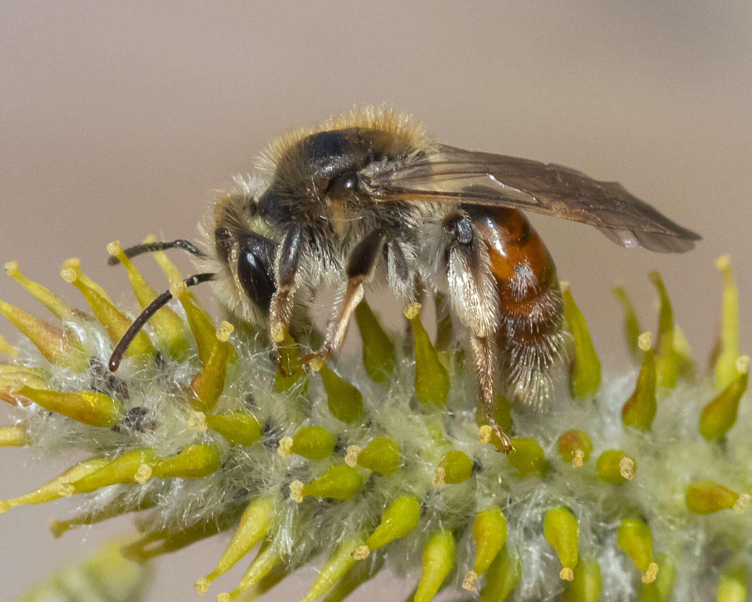 Image of Andrena erythrogaster (Ashmead 1890)