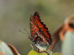 صورة Charaxes jahlusa rex Henning 1978