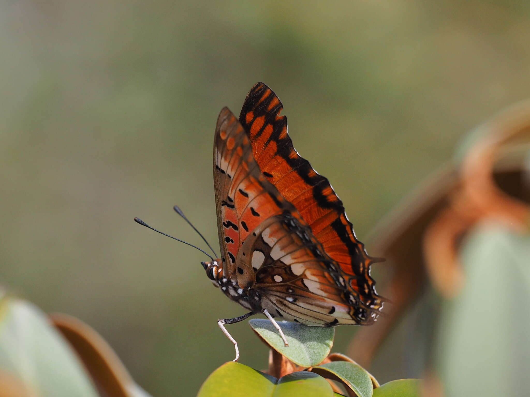 صورة Charaxes jahlusa rex Henning 1978