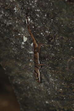 Image of Cyrtodactylus astrum Grismer, Wood Jr, Quah, Anuar, Muin, Sumontha, Ahmad, Bauer, Wangkulangkul, Grismer & Pauwels 2012