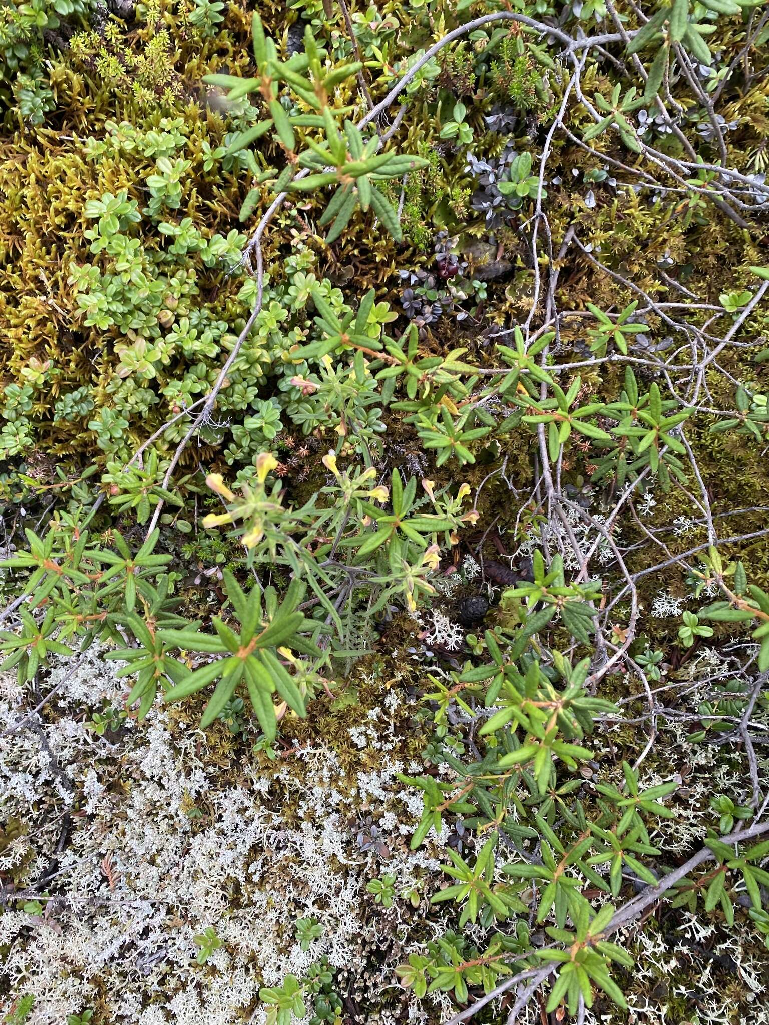 Image of Pedicularis labradorica var. labradorica