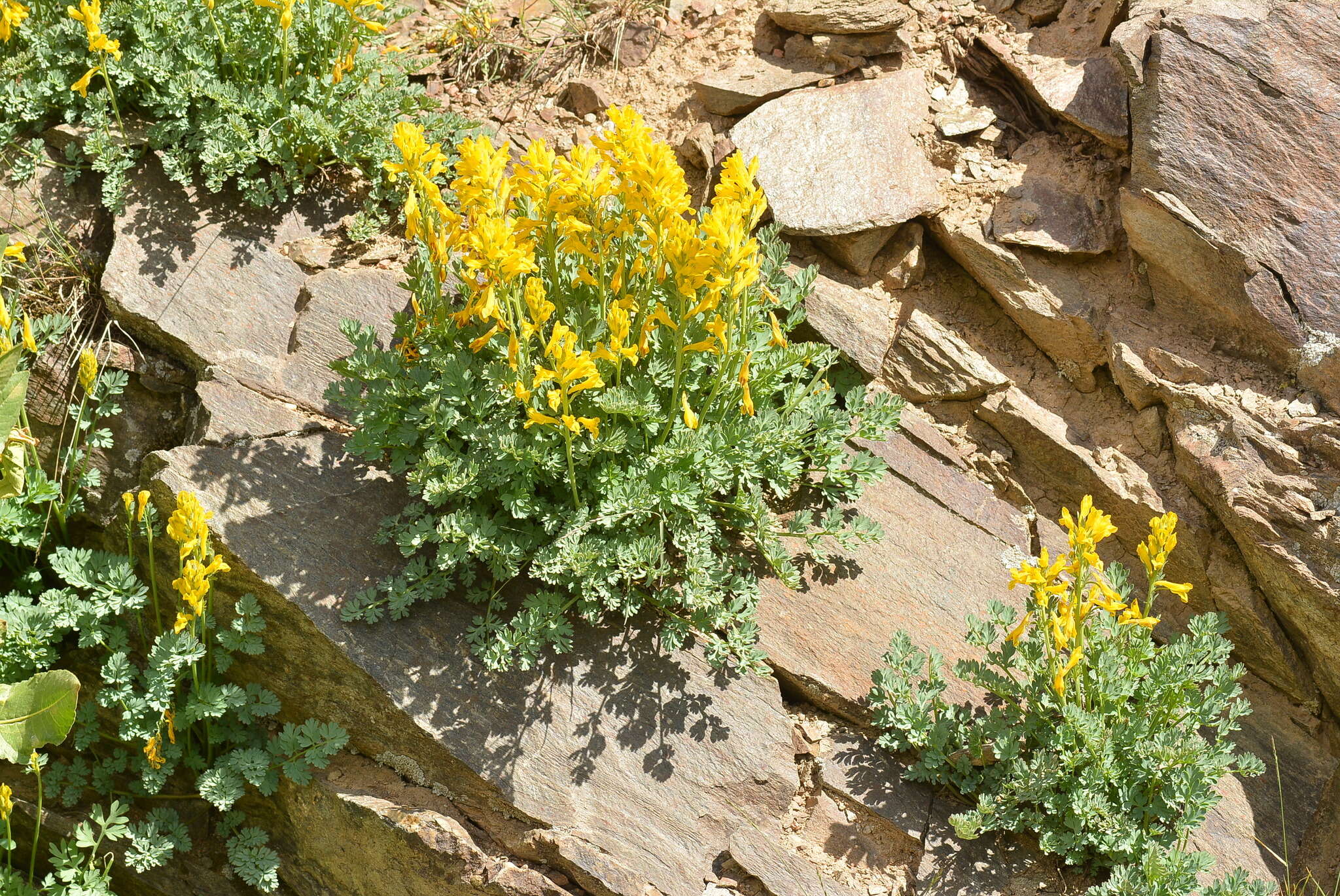 Image de Corydalis gortschakovii Schrenk