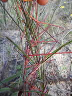 Image of rooibos