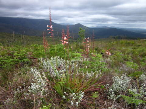 Слика од Watsonia fourcadei J. W. Mathews & L. Bolus