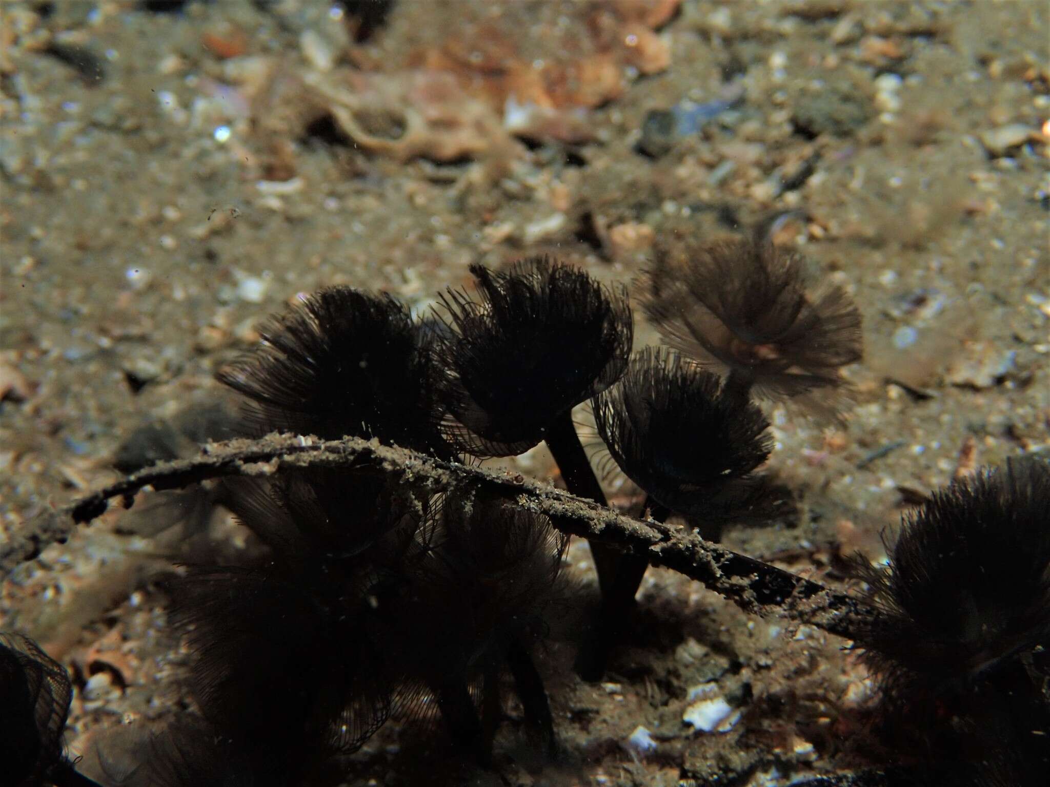 Image of Brown whirl tubeworm