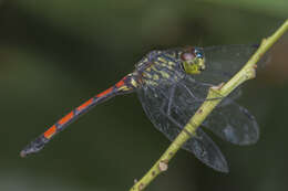 Image de Agrionoptera insignis (Rambur 1842)