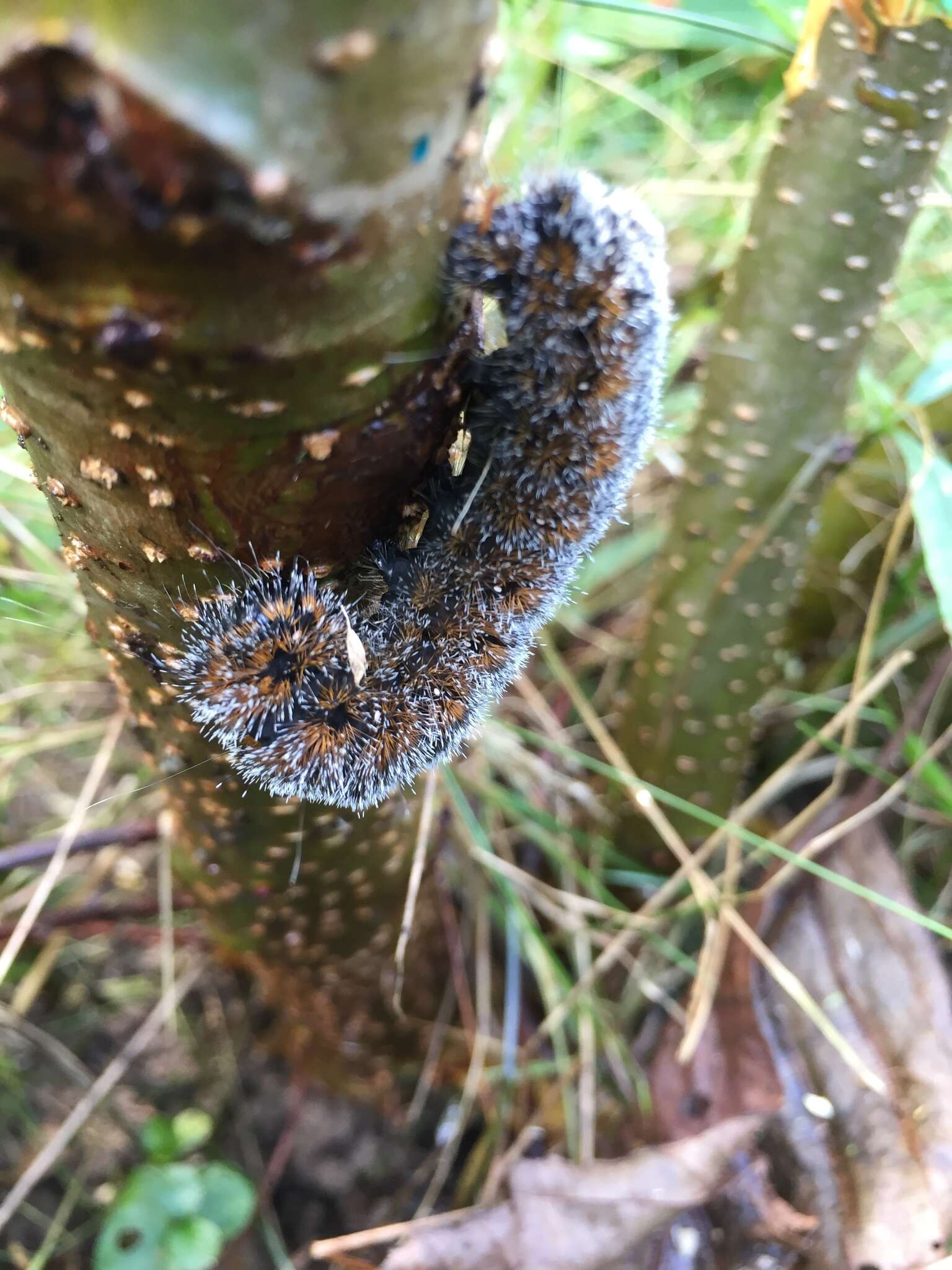 Acronicta hastulifera Smith & Abbot 1797的圖片