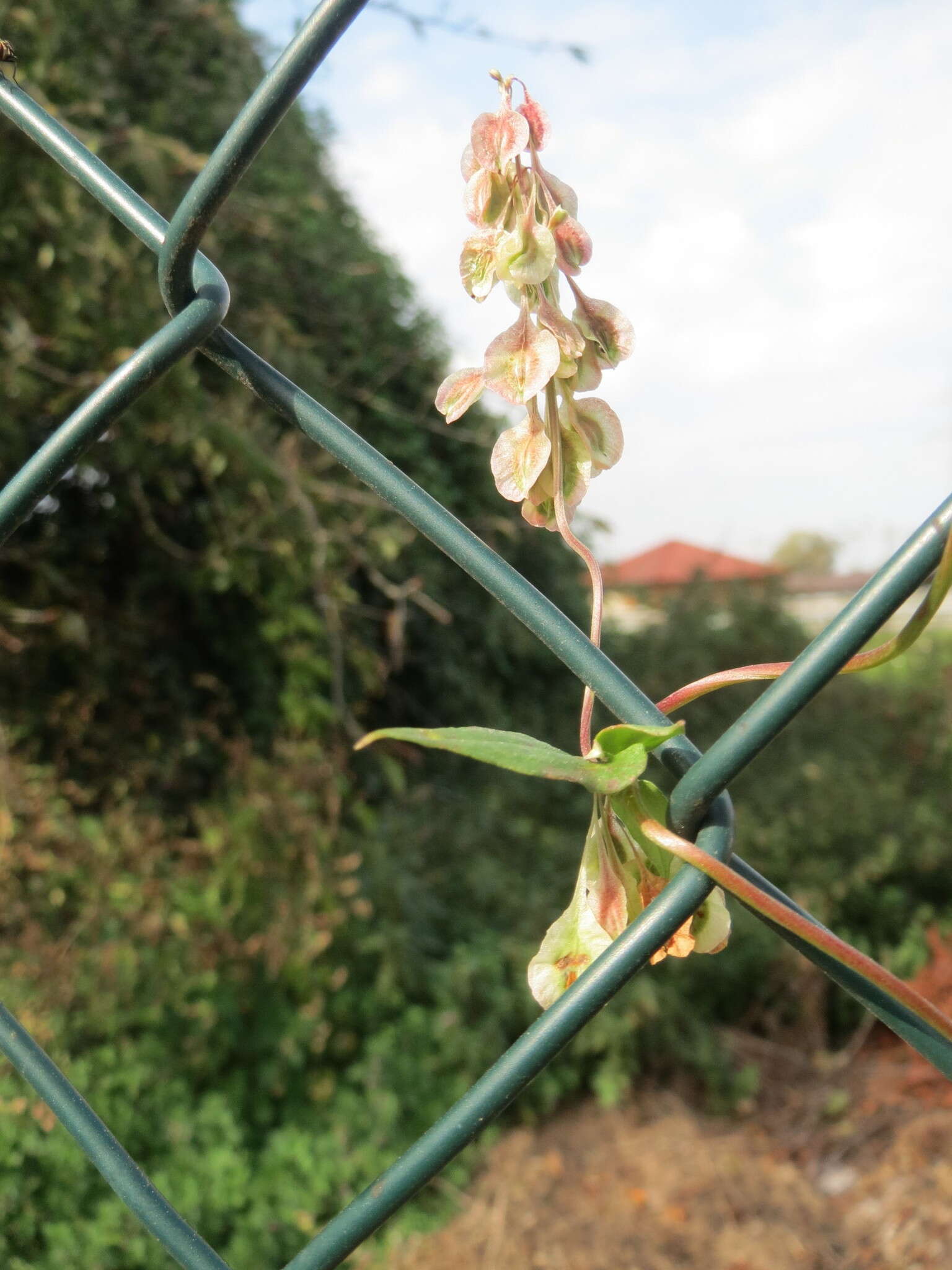 صورة Fallopia dumetorum (L.) J. Holub