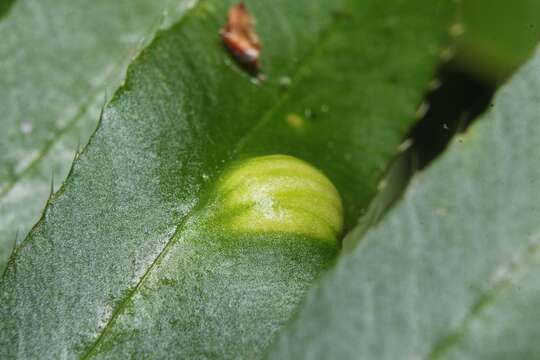 Image of Taphrina polystichi Mix 1938