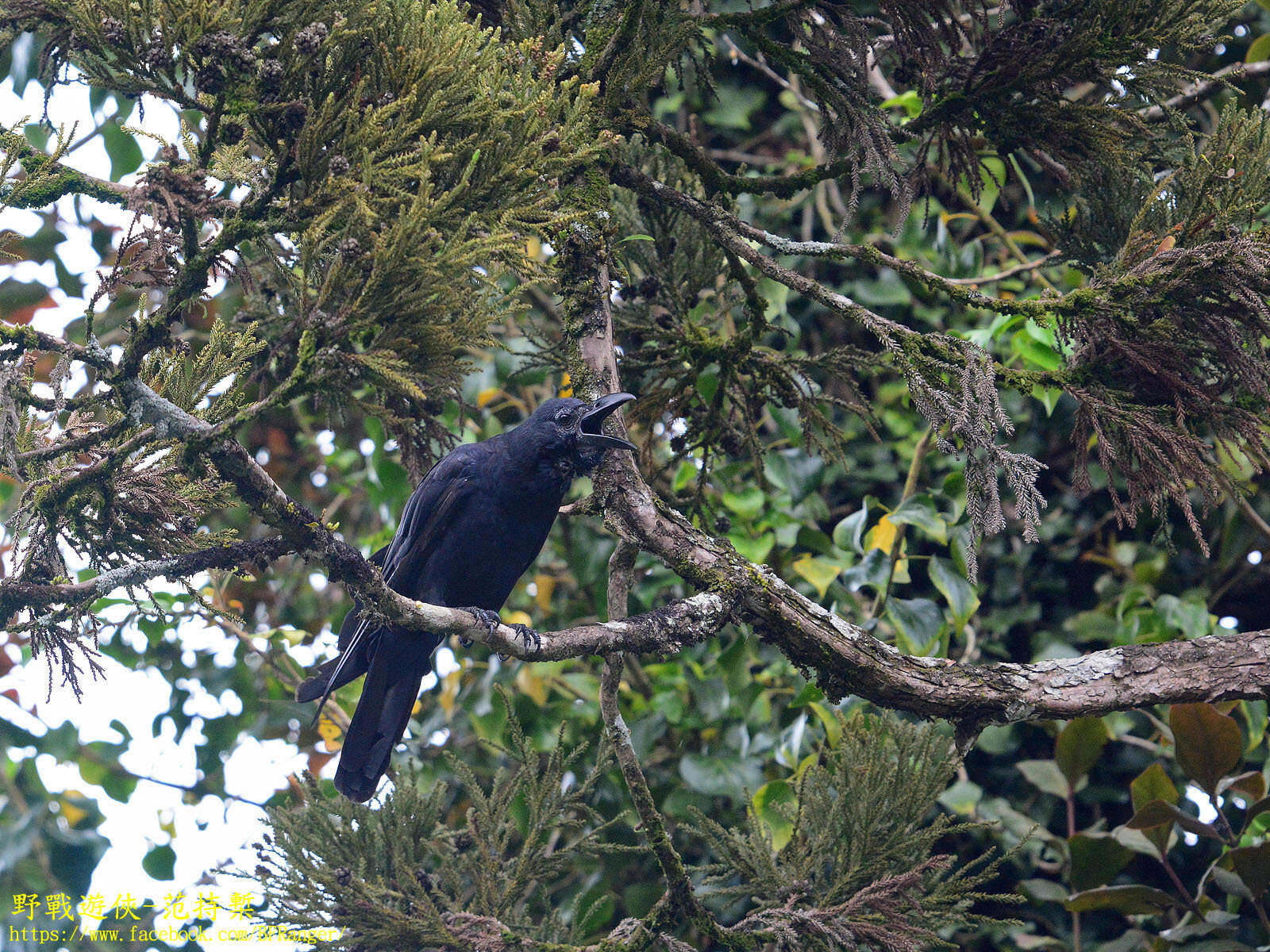 Image of <i>Corvus macrorhynchos culminatus</i>