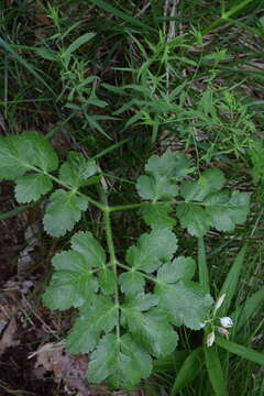 Слика од Laserpitium nitidum Zanted.