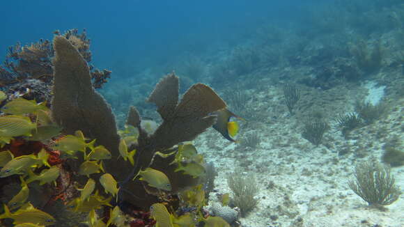 Holacanthus ciliaris (Linnaeus 1758) resmi