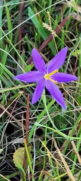 Image of fallflowering pleatleaf