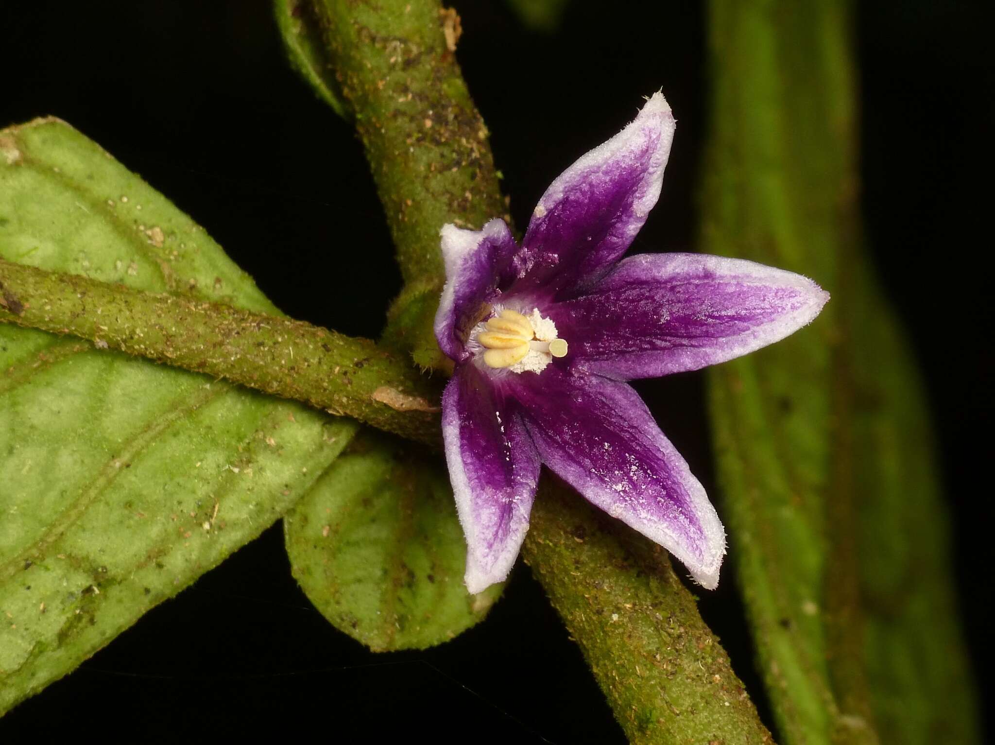 Image of Cuatresia harlingiana A. T. Hunziker