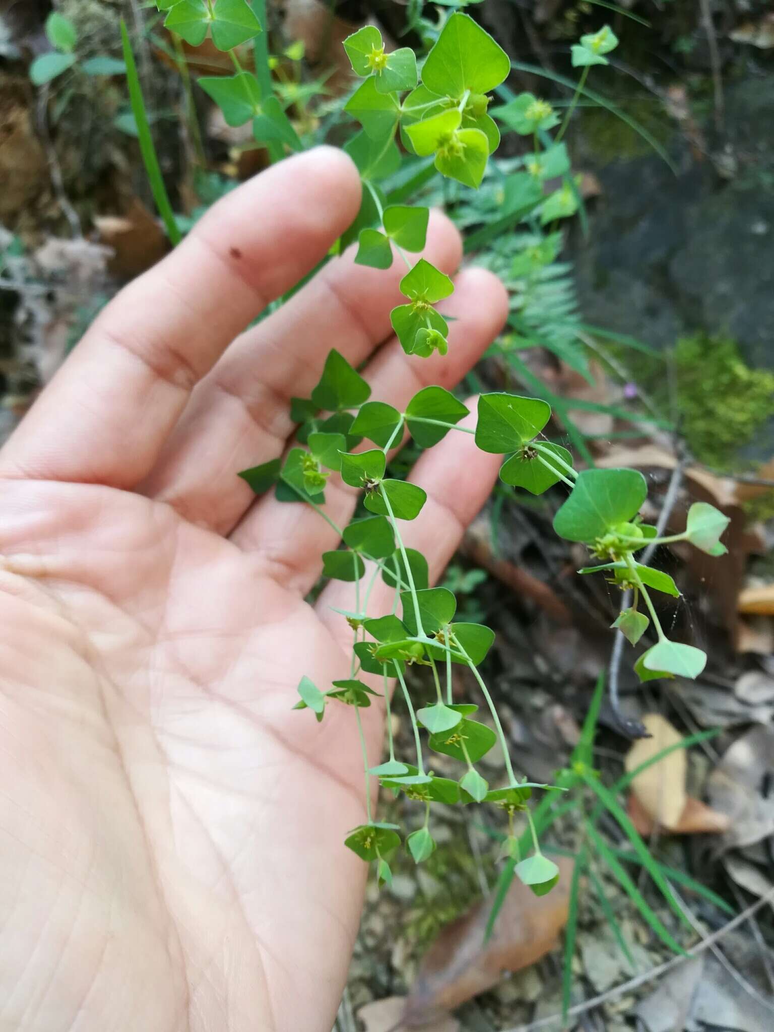 Image of Euphorbia greggii Engelm. ex Boiss.