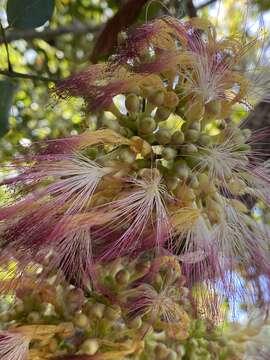 Imagem de Archidendron grandiflorum (Benth.) I. C. Nielsen