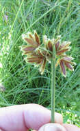 Imagem de Cyperus marginatus Thunb.