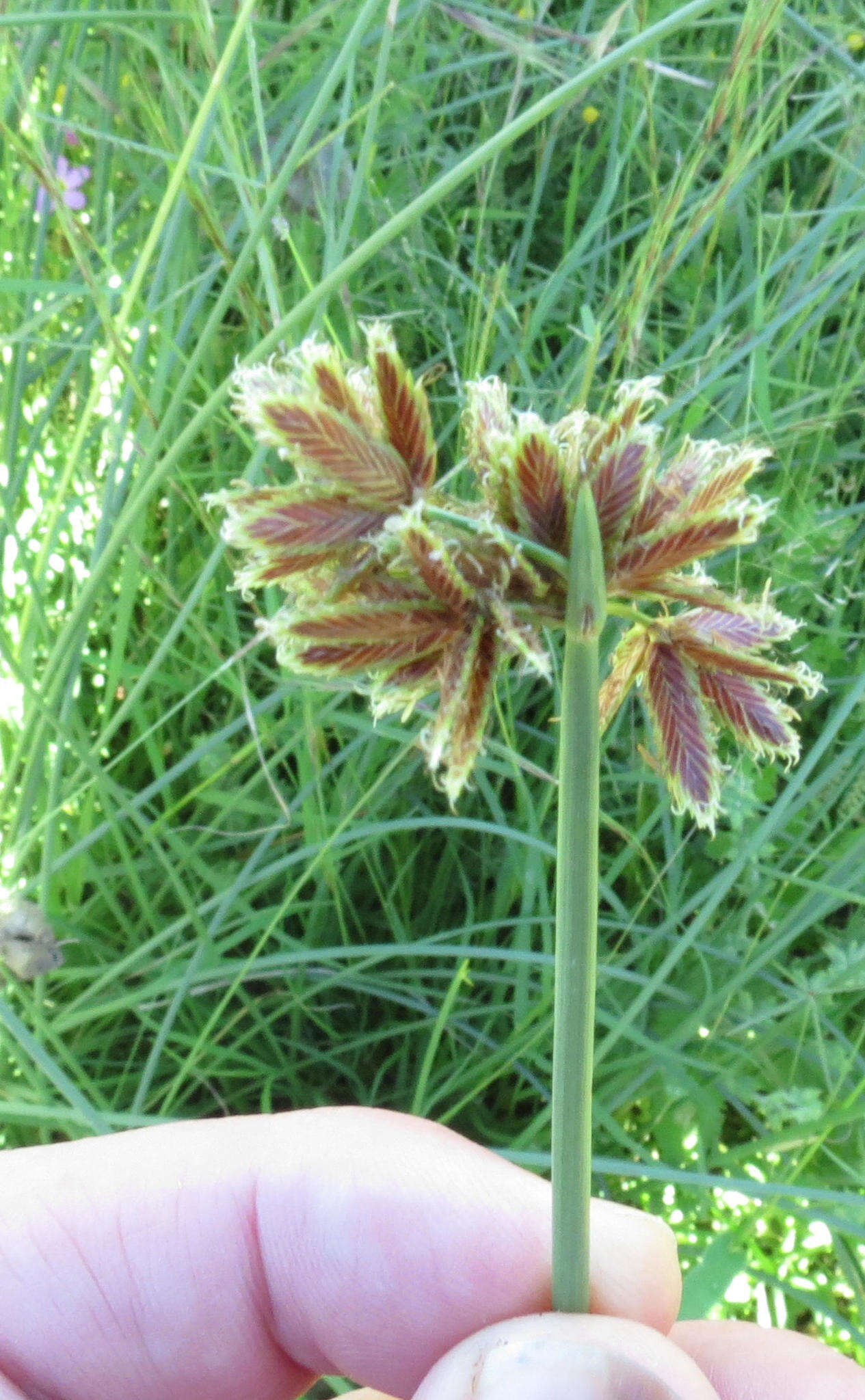 Imagem de Cyperus marginatus Thunb.