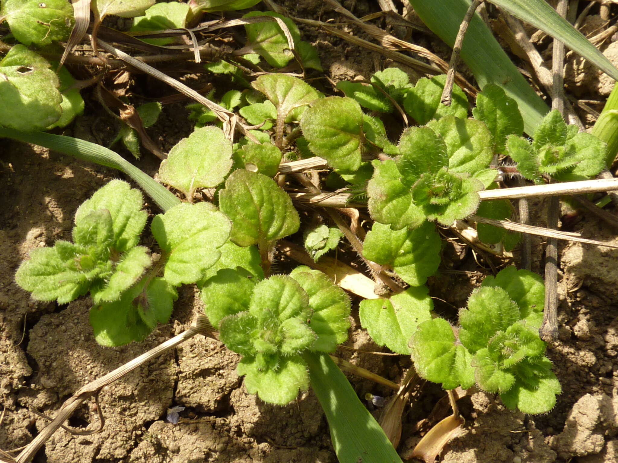 Image of Veronica opaca Fries