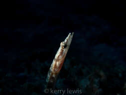 Image of Yellowface Pikeblenny