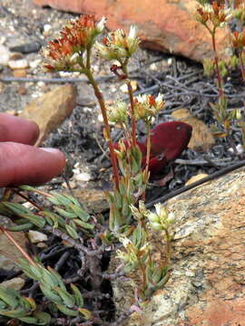 Image of Crassula biplanata Haw.