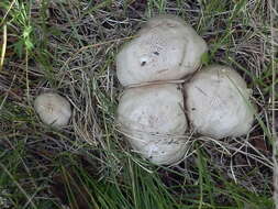 Image of Pluteus brunneidiscus Murrill 1917