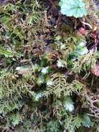 Image of hookeria moss